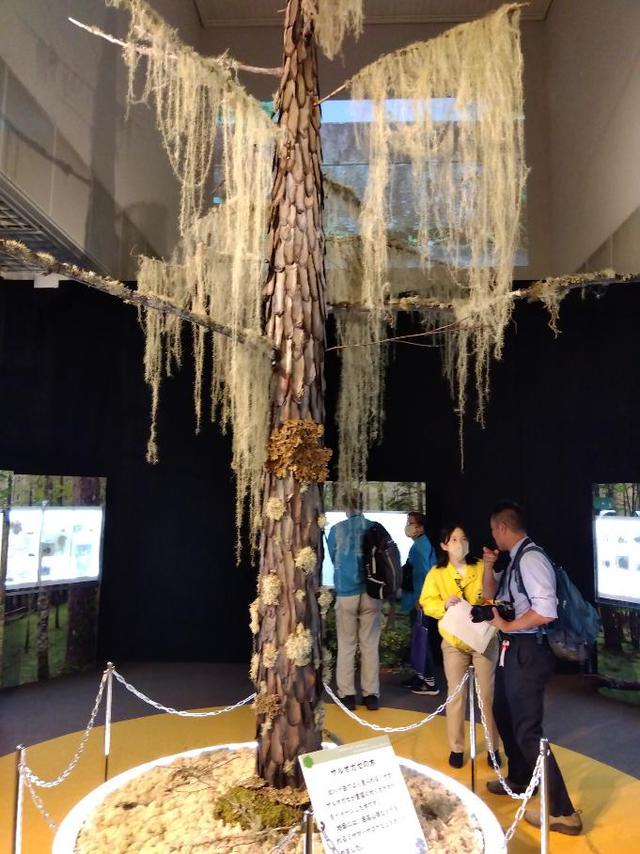 茨城県自然博物館にて弊社社有林の苔が展示されています。