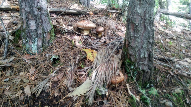 matsutake2016_01.jpg